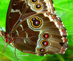 Blue Morpho