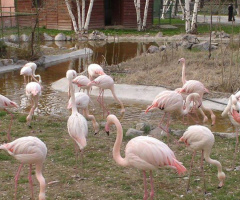 Flamingo