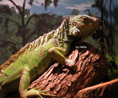Iguana