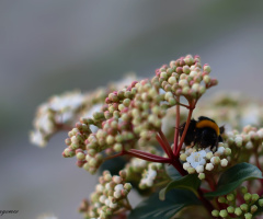 Bombus