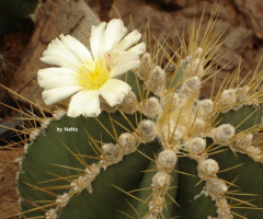 Flor de Cacto