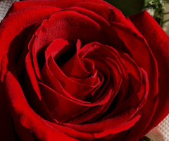 red rose