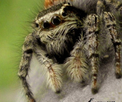  Red Spider 