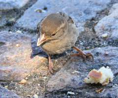 Hungry Friend