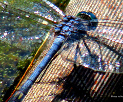 Libélula azul