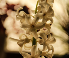 hyacinth