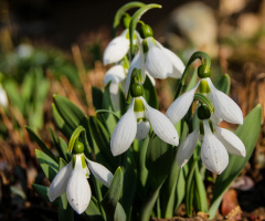 snowdrops