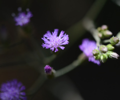 blue light