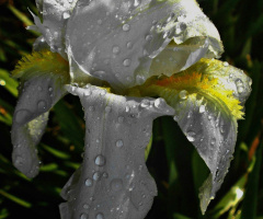  flower in the rain 