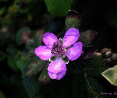 Brombeerblüte