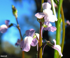 Wildflowers