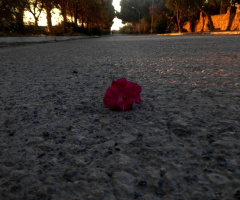  Lost Flower
