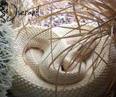 Serpiente Albina