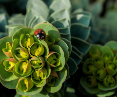 Ladybug Sunbath