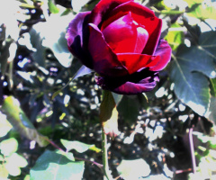 RED ROSE