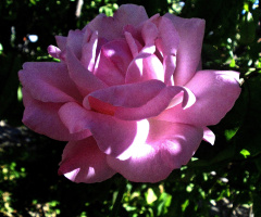 pembe gül