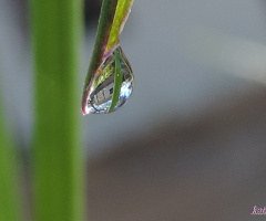 Dew Drop with Shed Refracted