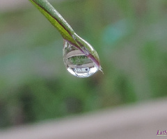 Dew Drop with Shed Refracted 2