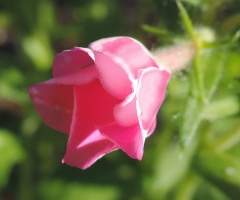 Wildflower Bud