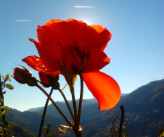 ilk fotoğrafım gül olsun dedim