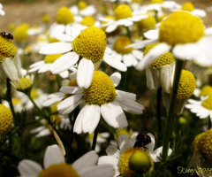 springtime feelings