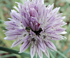 Chives