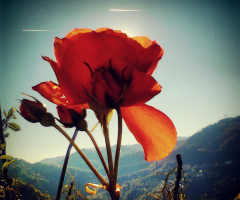 gül herzaman güzeldir