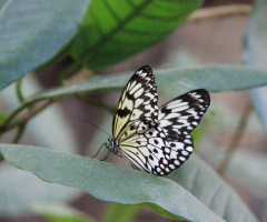 Flying Friend