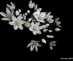 İ love this flower