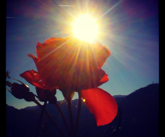 güneş ve gül kombinesi