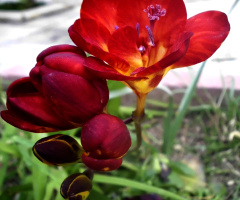 just beauty