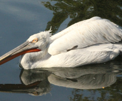 Love Birds