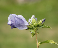 Green and Purple