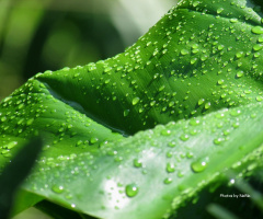 rain