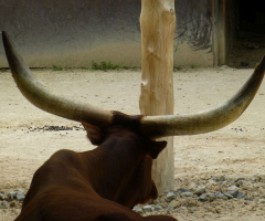 Watussi-Rind, Zoo Karlsruhe/Germany