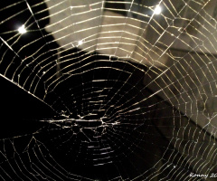 spider web