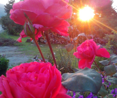 güller ve güneş