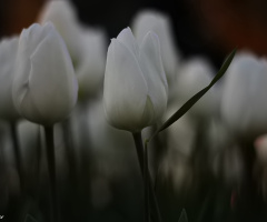 White Tulip