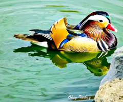 Mandarin Ördeği