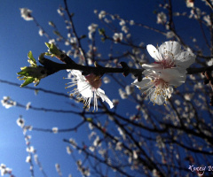Flowers in the afternoon-sun