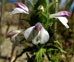 wildflower cyprus 