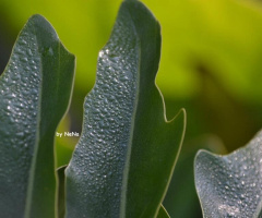 Gotas...