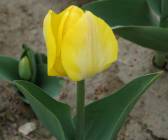  YELLOW-SARIIIIIIIIIIIII