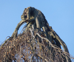 Elefant auf einem Baum? 