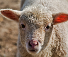 Easter lambkin 