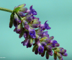 Lavander