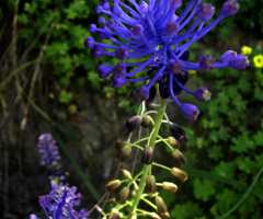 purple wild flower