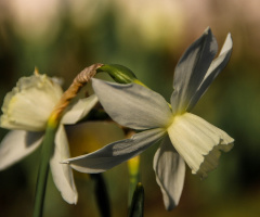 Narcissus