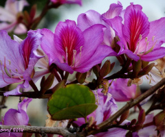  flowers of the Bauhinia variegata  - tree