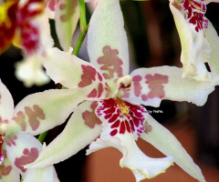 orquídea...